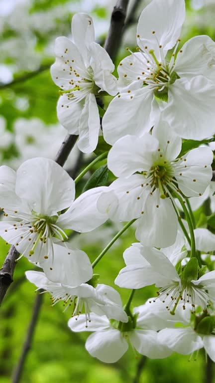 Apple or cherry trees in bloom