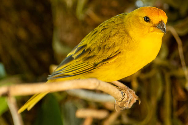 istock Atlantic Canary, a small Brazilian wild bird. 1319653003