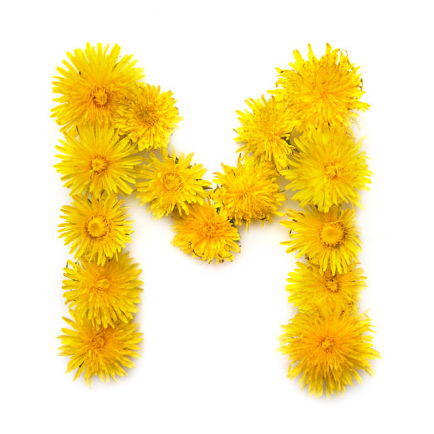 the letter m of yellow dandelions - letter m alphabet color image flower imagens e fotografias de stock