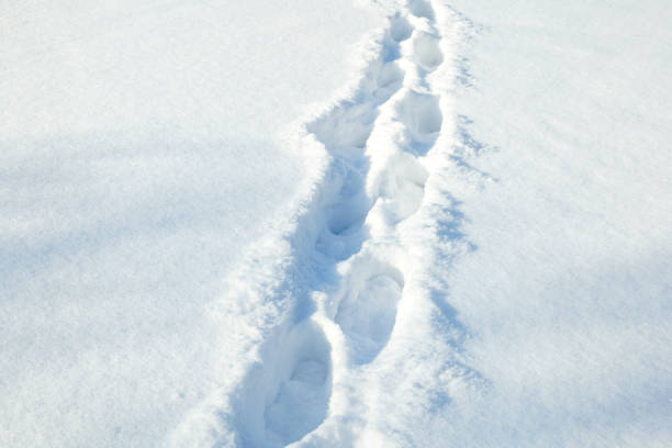 istock footprints in the snow. dearly through a winter field 1319653447