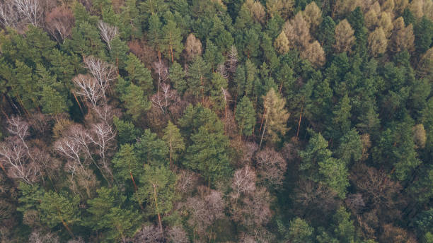 istock aerial view of spring autumn forest with pine trees 1319654388