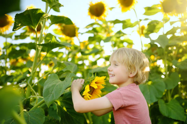 garçon d’âge préscolaire marchant dans le champ de tournesols. enfant jouant avec de grandes fleurs et s’amusant. enfant explorant la nature. bébé s’amusant. activité estivale pour les enfants. - 11911 photos et images de collection