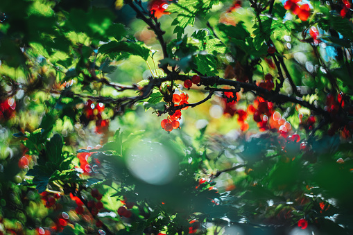 Beautiful nature background of red currant garden or wild berry. Abstract scene with artistic swirly (rotated) bokeh made with vintage lens helios-40. Selective soft focus.