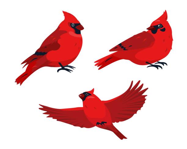 Sitting and flying Red Cardinal Bird icons isolated Set of red cardinales birds in different poses. Sitting and flying Red Cardinal Bird icons isolated on white background. Vector illustration. cardinal bird stock illustrations