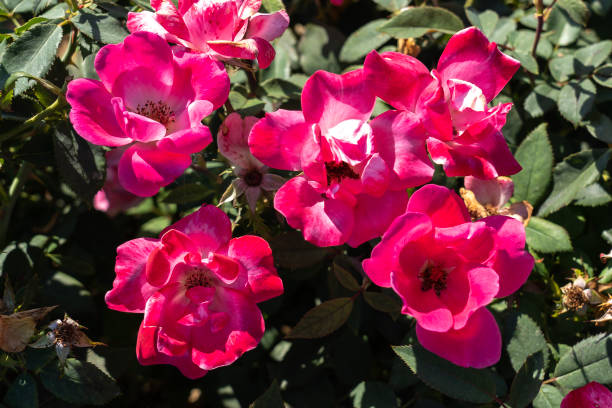 'Pink Knock Out' Rose flower in field, Ontario, Canada. Scientific name: Rosa 'Pink Knock Out'. knockout stock pictures, royalty-free photos & images