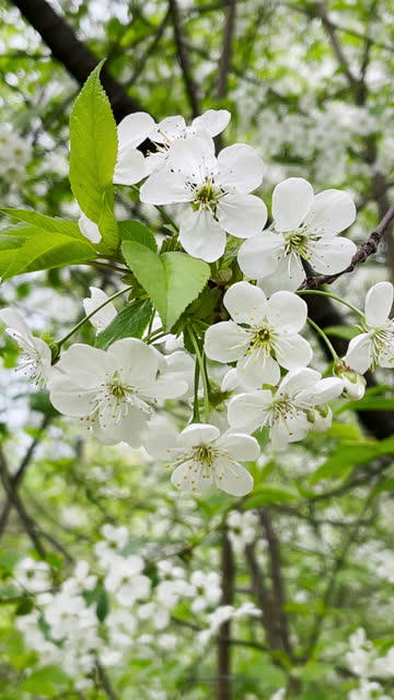 Apple or cherry trees in bloom