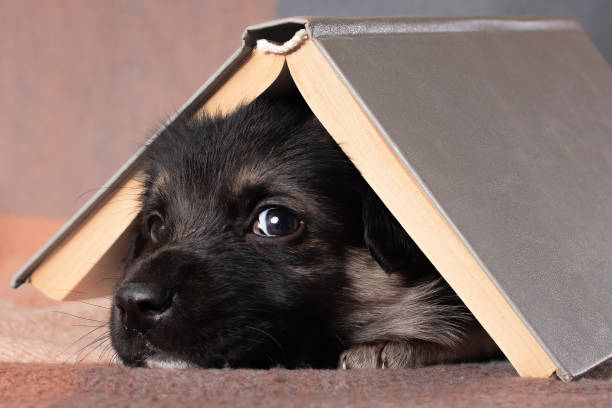 um triste e indefeso cachorrinho mestiço olha para fora debaixo de um livro.  usa-o como casa (abrigo). - defenseless - fotografias e filmes do acervo