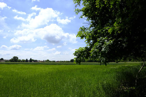 istock unripe wheat field 1319656124