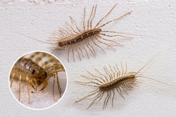 Centipedes (Scutigera coleoptrata) on the wall look in different directions. Portrait of insect, closeup.