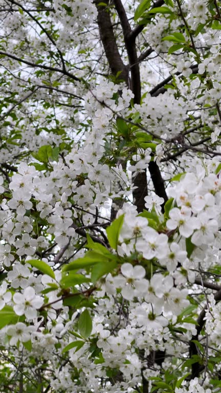 Apple or cherry trees in bloom