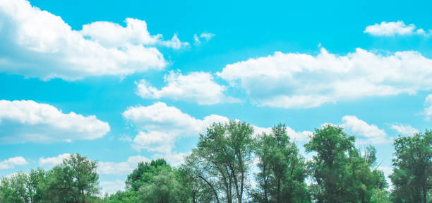 Clouds in the blue sky over the treetops