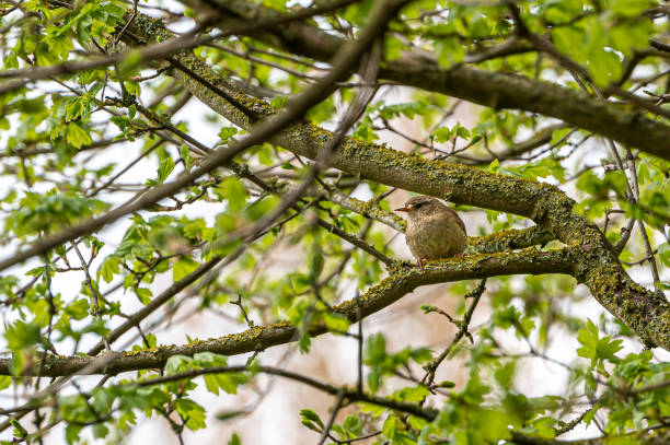 wren wild bird, troglodytes troglodytes, perched on lichen covered tree branches - birdsong bird house wren wren imagens e fotografias de stock