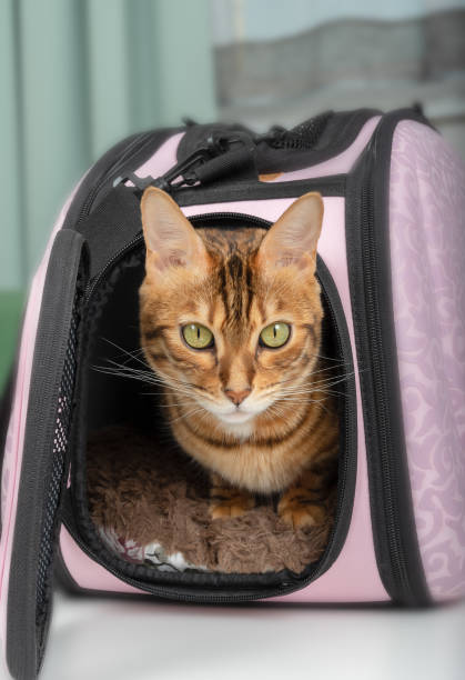 istock Bengal cat sitting in a pink pet carrier bag 1319659822