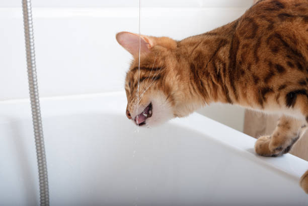 istock Bengal cat eagerly drinks water from the tap in the bathroom 1319659823