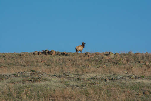 Wild elk in Wichita Mountains Wildlife Refuge