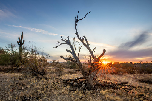 Dead tree in the Sonoran Desert near Phoenix, Arizona