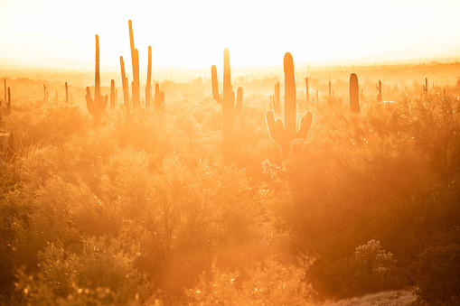 Saguaro cactus forest in the Sonoran Desert near Phoenix, Arizona