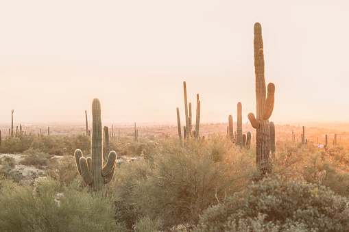 Scenic landscape with Saguaro Cactus in the Sonoran desert near Mesa, Arizona.