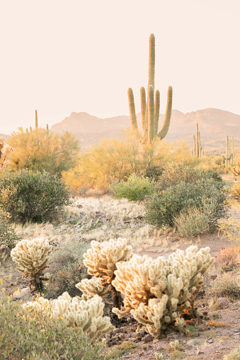 Saguaro cactus and cholla cactus in the Sonoran Desert near Phoenix, Arizona