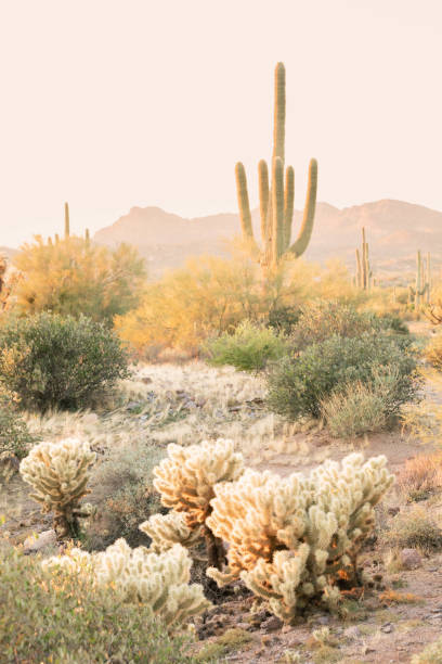 Saguaro Cactus and Cholla Cactus Saguaro cactus and cholla cactus in the Sonoran Desert near Phoenix, Arizona sonoran desert stock pictures, royalty-free photos & images