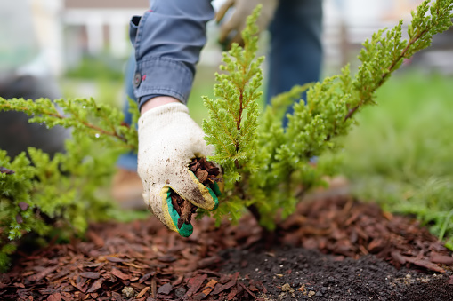 Jardinero mulching con plantas de enebro de corteza de pino en el patio. Obras de temporada en el jardín. Diseño paisajístico. Enebro de arbusto ornamental. photo