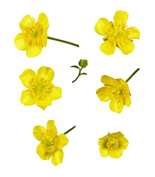 istock Set of yellow wild ranunculus flowers isolated 1319664696