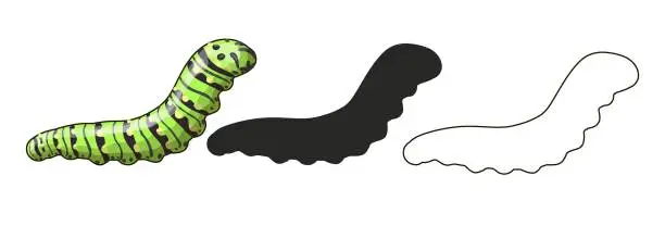 Vector illustration of A set of three caterpillars in a cartoon style and a black silhouette. Caterpillar Black Swallowtail - it is green with black stripes and yellow dots.