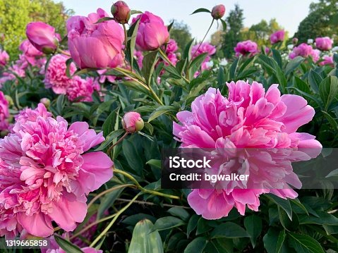 istock Pink Peonies Beginning their Bloom 1319665858