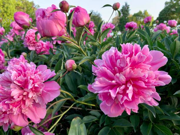 Pink Peonies Beginning their Bloom Pink Peonies in bloom peonies stock pictures, royalty-free photos & images