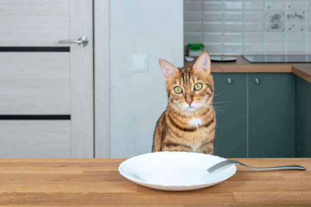 istock Empty white cup on the table and a domestic cat sitting near it 1319665888