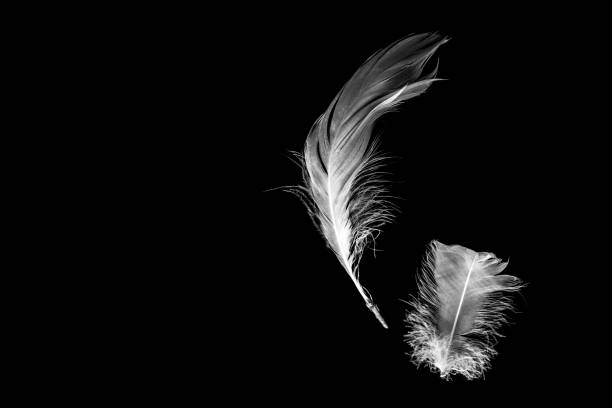 An owl feather isolated on black. Can be used to illustrate old quill ink pen.