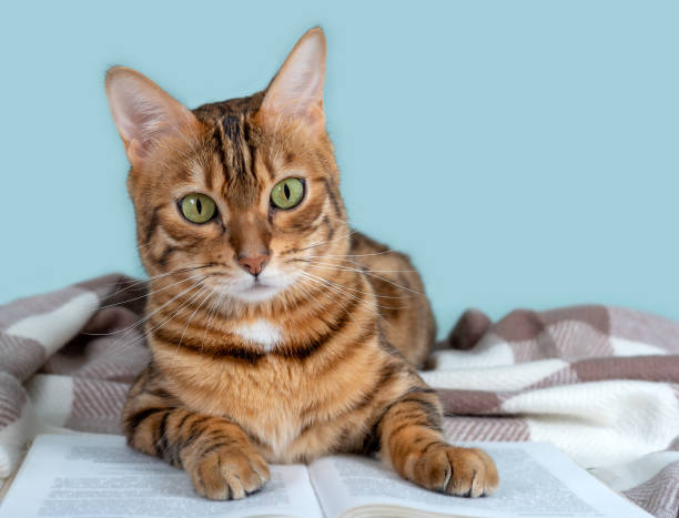 istock Open book and cute bengal cat on a plaid blanket 1319666295
