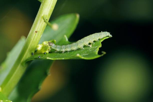 Caterpillar of Diamond-back moth (Plutella xylostella) on Rapeseed. Caterpillar of Diamond-back moth (Plutella xylostella) on Rapeseed. Migratory insect in the family Plutellidae, known as a pest of vegetable crops mustards, the crucifers, the cabbage family. moth larvae pictures pictures stock pictures, royalty-free photos & images