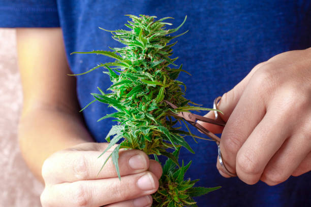 istock hand with scissors cutting marijuana,  trimming cannabis buds 1319667363