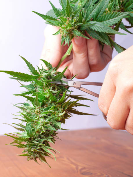 istock hand with scissors cutting marijuana,  trimming cannabis buds closeup 1319667368
