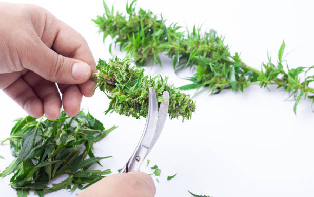 istock trimming marijuana buds, cutting small cannabis buds 1319667370
