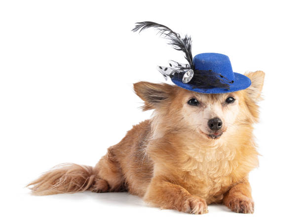 istock Long-haired Chihuahua with a blue hat 1319667376