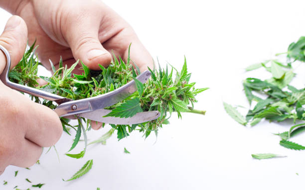 istock trimming green cannabis buds with scissor on white background 1319667377