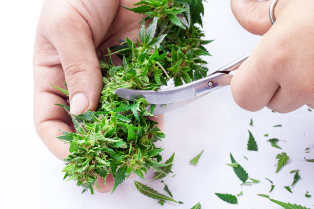 istock manicure cannabis bud, trimming marijuana leaves with scissors 1319667380