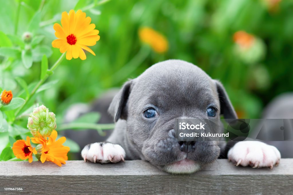 Tiny and charming new born puppy of the American bully dog breed (bulldog). Puppy Stock Photo