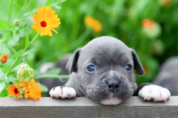 Tiny and charming new born puppy of the American bully dog breed (bulldog).