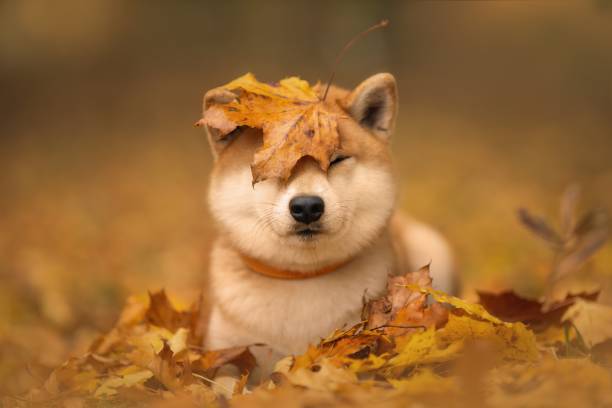 Japanese dog breed Shiba inu with an orange autumn foliage on its head. Soft background of an autumn Park (forest). stock photo