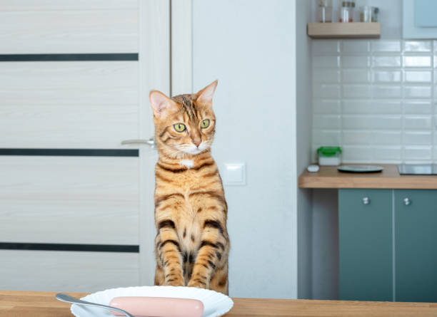 istock Hungry Bengal cat looks at what is on the dining table 1319668275
