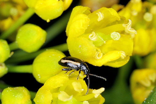 Phyllotreta nemorum, el escarabajo de pulgas de nabo o escarabajo de pulgas de rayas amarillas - una plaga de Brassica oleracea, B. rapa y B. napus. photo