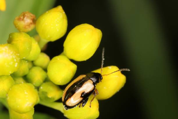 phyllotreta nemorum, el escarabajo de pulgas de nabo o escarabajo de pulgas de rayas amarillas - una plaga de brassica oleracea, b. rapa y b. napus. - cruciferae fotografías e imágenes de stock