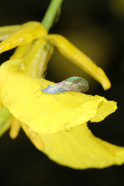 istock Brevicoryne brassicae Aphid, commonly known as the cabbage aphid or cabbage aphis on rapeseed flower. 1319668329