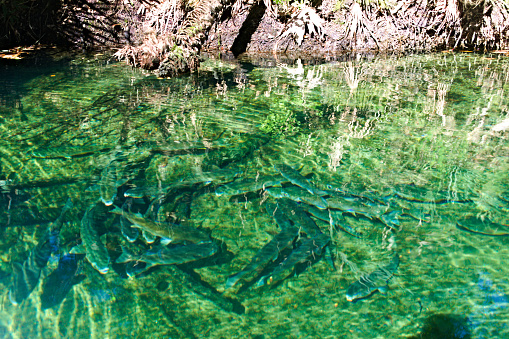 Close up. Fishes swim  in the clear water, created in Blue Springs, FL, Oct 31, 2020