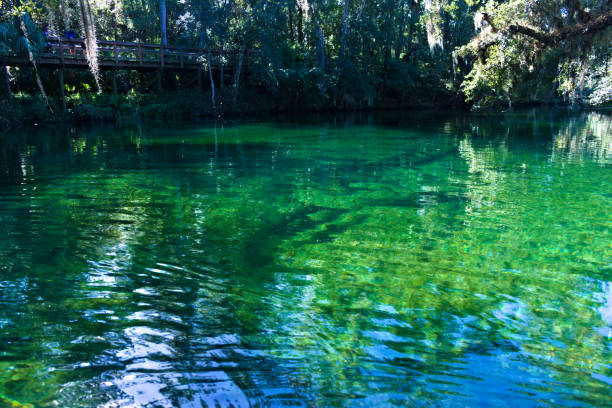istock Fishes Swim in Blue Springs 1319669902