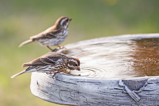 Female purple finch drinking water out of a birdbath.