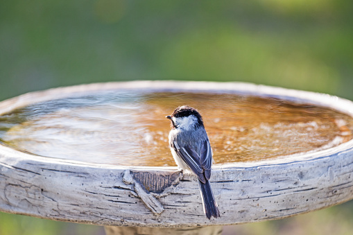 A black-capped chickadee is perched on the edge of a birdbath.